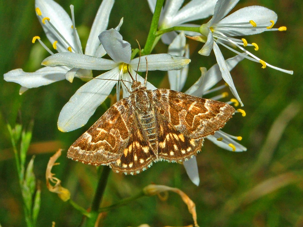 Un nottuide di giorno - Euclidia (Callistege) mi